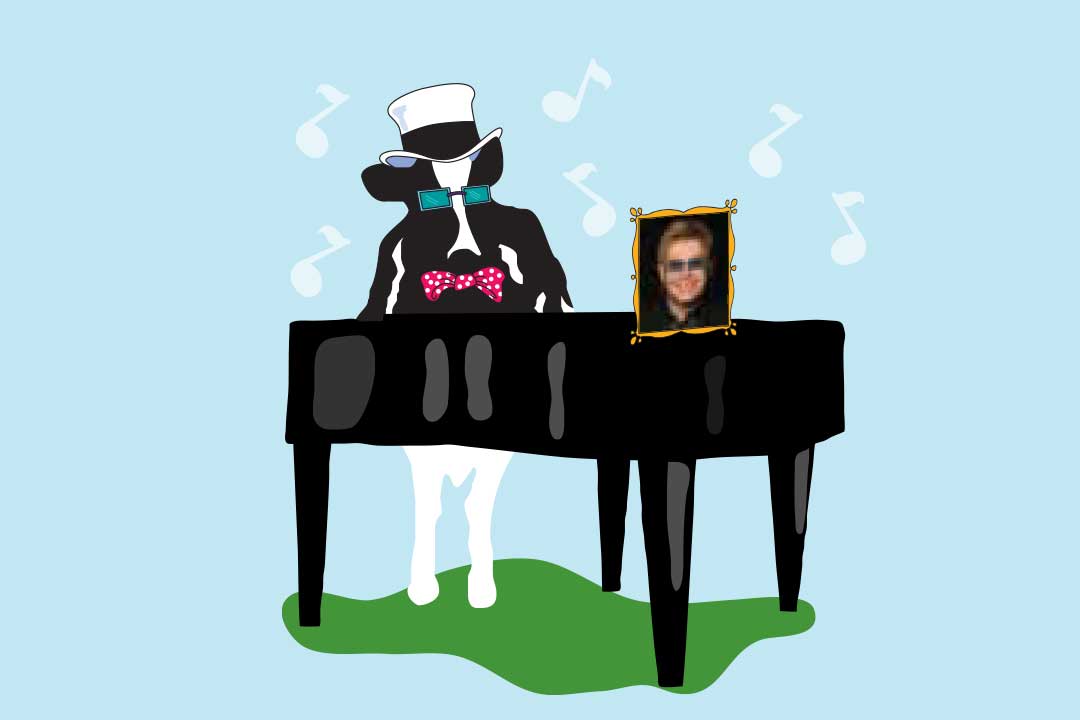 Woodie la mucca con un pianoforte e una foto di Elton John