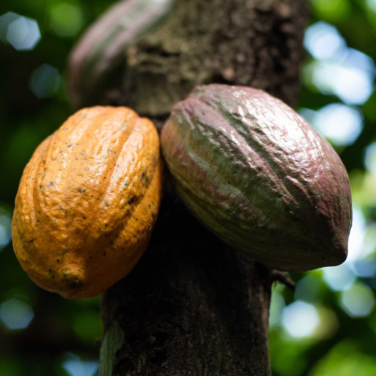 Baccelli di cacao